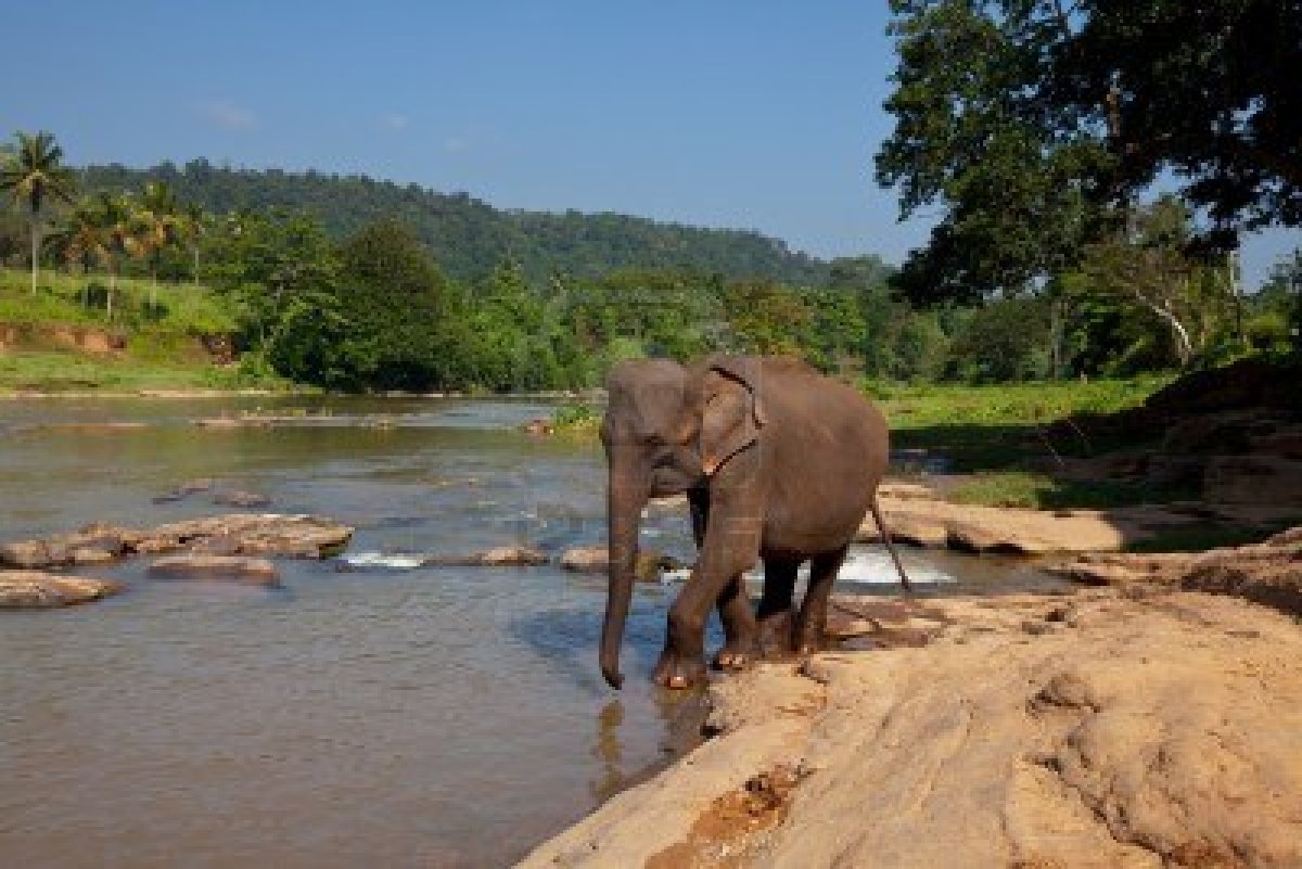 Катание на слонах Шри Ланка